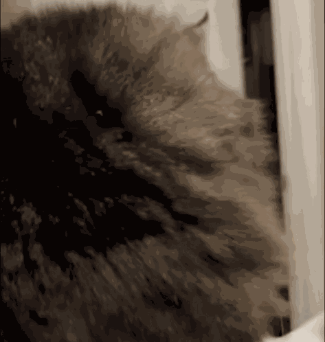 Flabbergasted Cat GIF