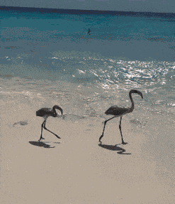 Flamingo Beach GIF