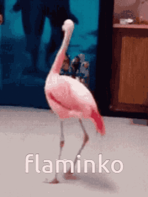 Flamingo Birb GIF