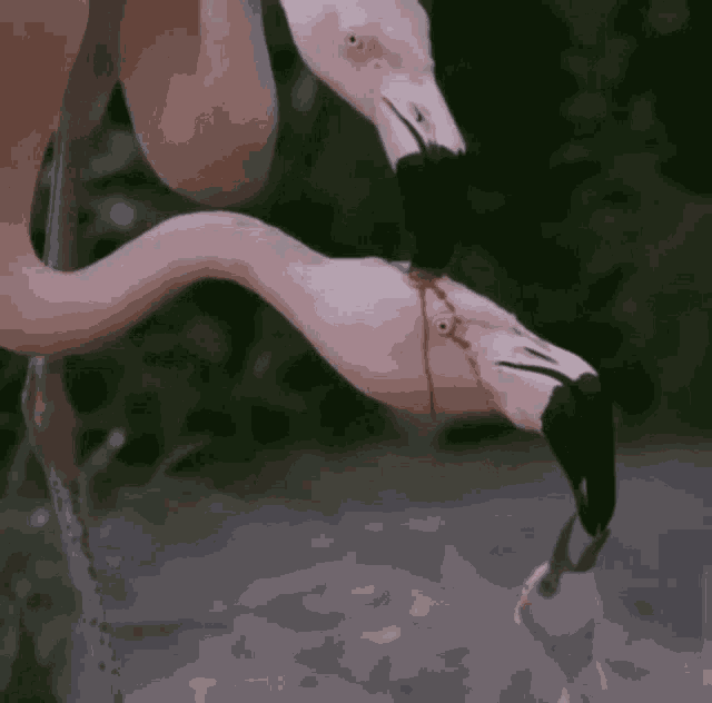 Flamingo Feed GIF