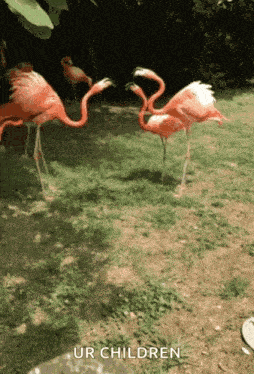 Flamingo Fight GIF