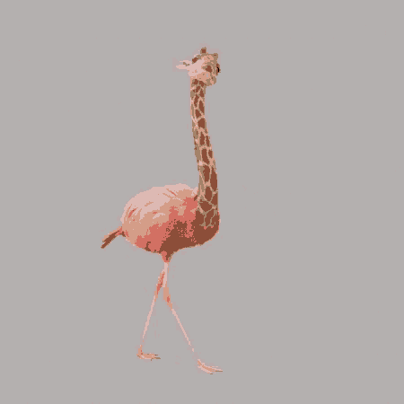 Flamingo Giraffe GIF