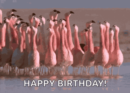 Flamingo Group GIF