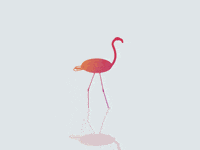 Flamingo GIF