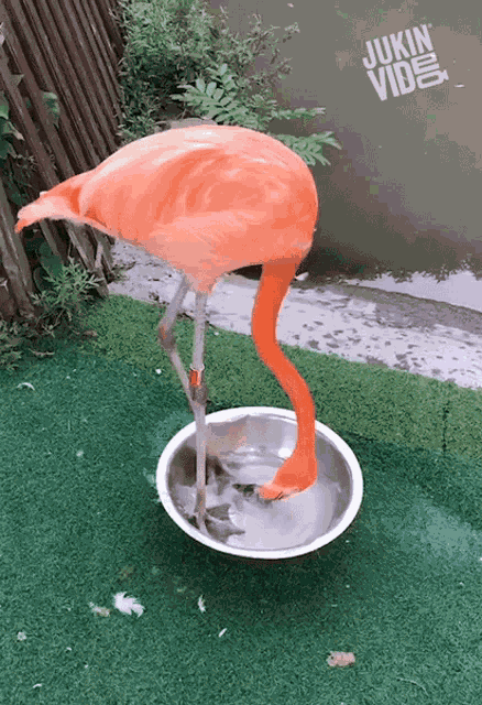 Flamingo Stomping GIF