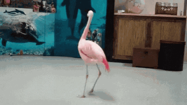 Flamingo Turn Around GIF