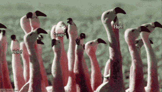 Flamingos Yes GIF