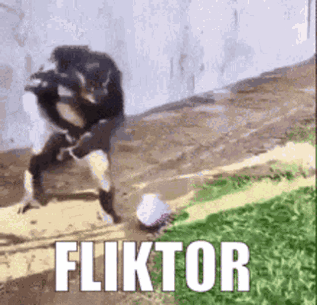 Fliktor V Iktor GIF