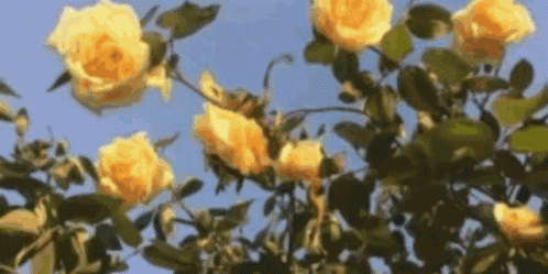 Flo Flower Yellow Discord GIF