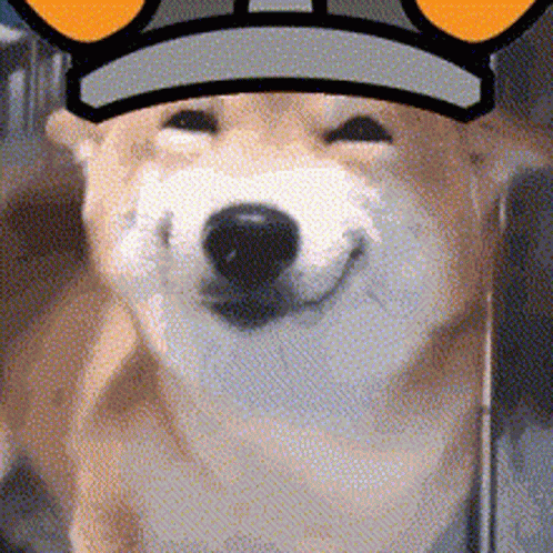 Floki Floki Inu GIF