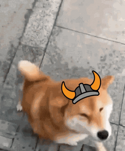 Floki Shiba GIF