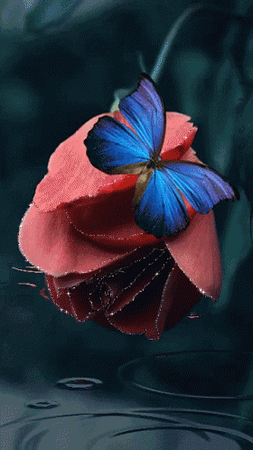 Flower Butterfly GIF