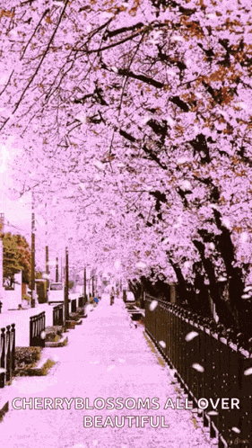 Flower Cherry Blossom GIF