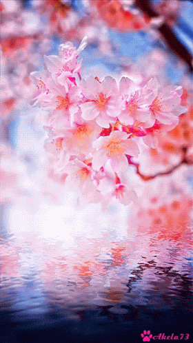 Flower GIF