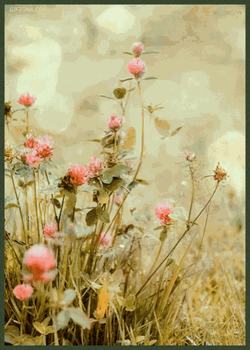 Flower Nature GIF