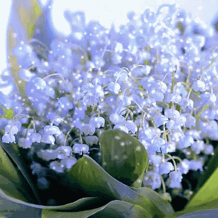 Flower GIF