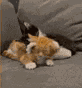 Flower Paw Cat Love GIF