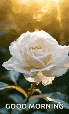Flower Rose GIF