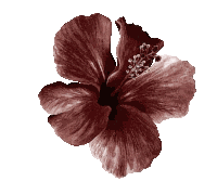 Flower Spacehey Sticker