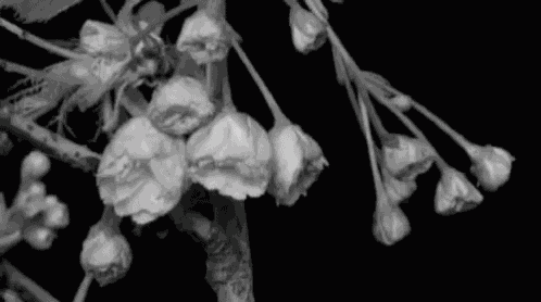 Flowers Blackandwhite GIF
