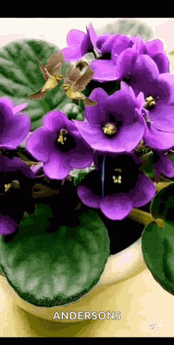 Flowers Bloom GIF