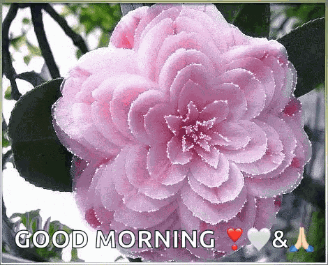 Flowers Blooming GIF