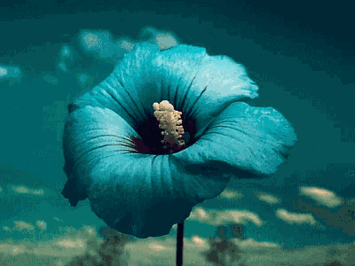 Flowers Hibiscus GIF