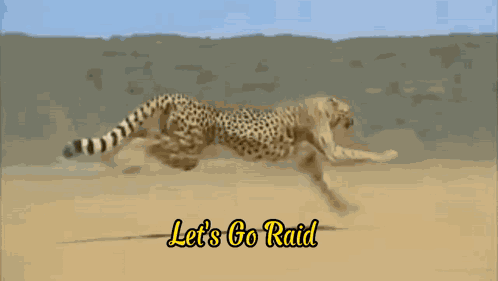 Flut Cheetah GIF