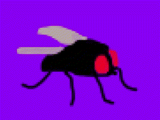 Fly Dance GIF