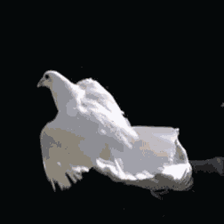 Fly Freedom GIF