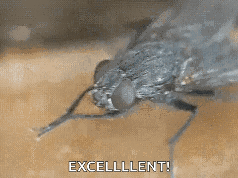 Fly Insect GIF