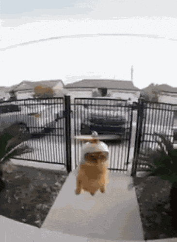 Flying Cat Cat Copter GIF