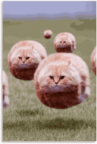 Flying Cat GIF