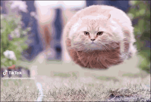 Flying Cat Spinning Cat GIF