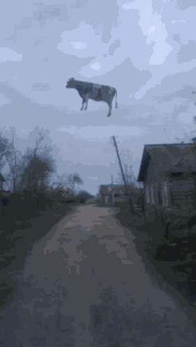 Flying Cow Floating Cow GIF