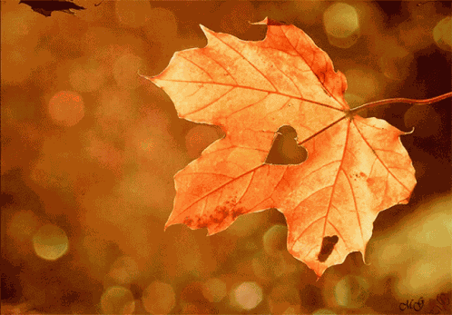 Foglia Autunnale Con Cuore Autunno GIF