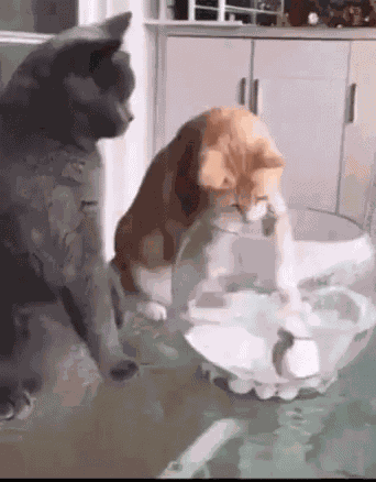 Food Fish GIF