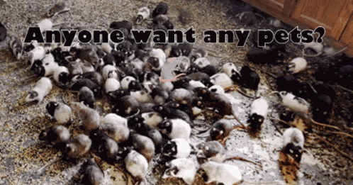 Forestmonkey429 Rats GIF