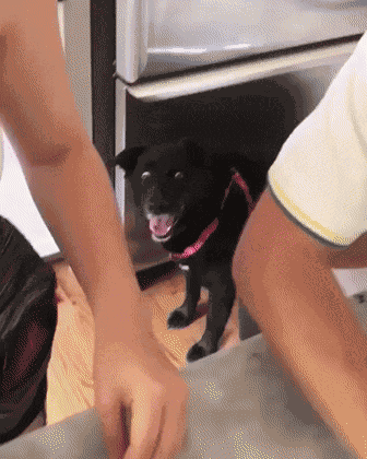 Forget About It GIF