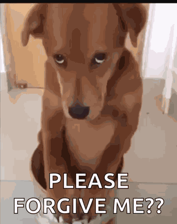 Forgive Me Im Sorry GIF