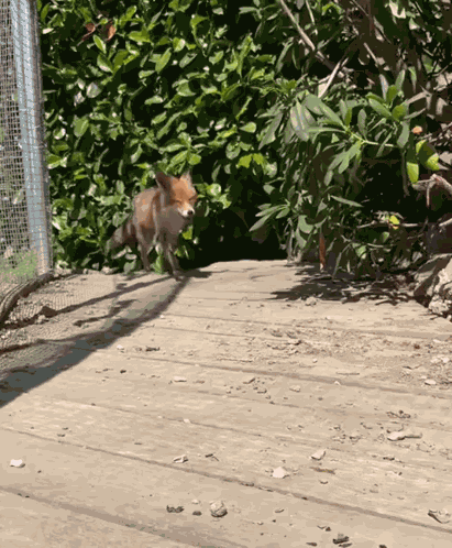 Fox Excited GIF