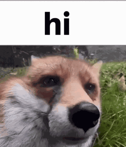 Fox Hi GIF