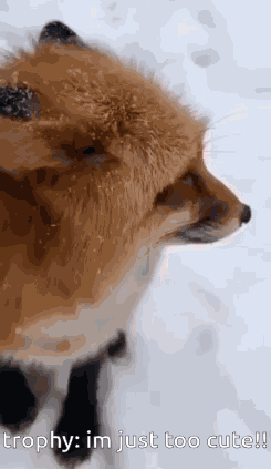 Fox GIF