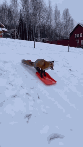Fox Snow GIF