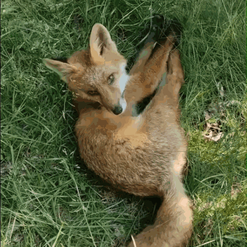 Fox Zorro GIF
