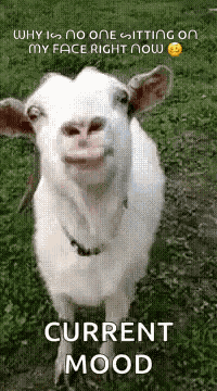 Fragola GIF