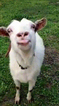Fragola GIF