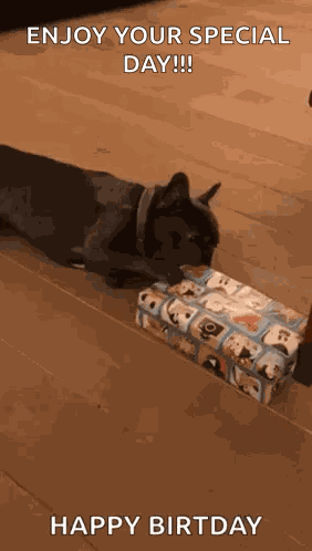 Franse Bulldog GIF