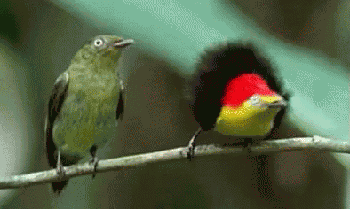 Freaking Out Bird Style GIF