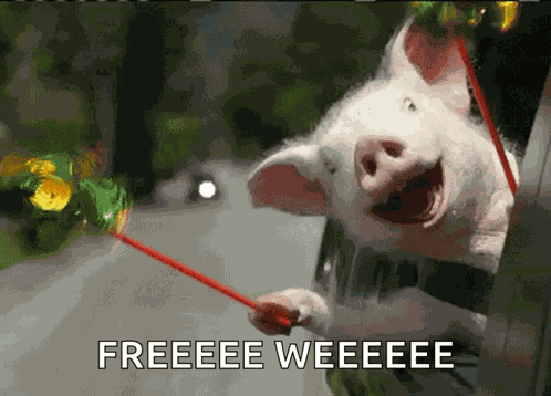 Freedom Roadtrip GIF